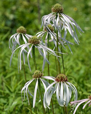 <i>Echinacea pallida</i> Species of flowering plant