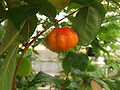 Surinam cherry at the Botanische Tuin TU Delft