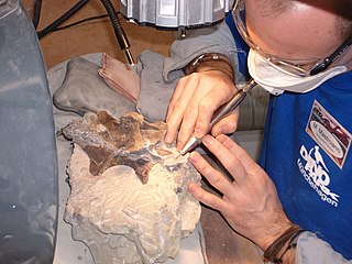 <span class="mw-page-title-main">Fossil preparation</span> Act of preparing fossils for research or exhibition