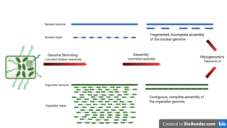 <span class="mw-page-title-main">Genome skimming</span> Method of genome sequencing