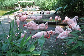 Flamencos en el zoo