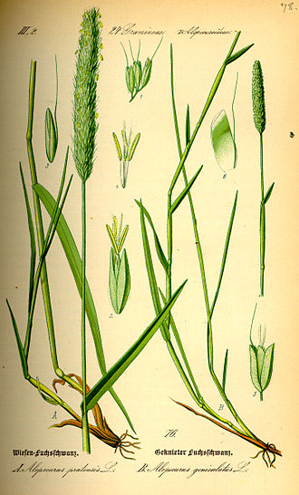 meadow foxtail
(Alopecurus pratensis) Illustration Alopecurus pratensis0.jpg