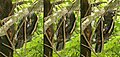 Feeding; Zealandia wildlife sanctuary, Karori, Wellington, New Zealand