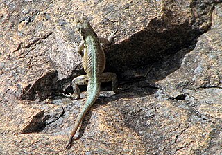 <i>Oplurus grandidieri</i> Species of lizard