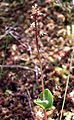 Hjartatvíbløðka (Listera cordata)