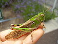 Locusta migratoria manilensis; solitair vrouwtje