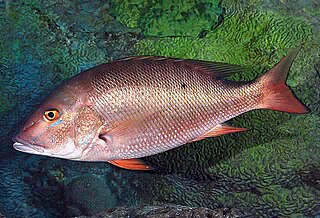 <span class="mw-page-title-main">Mutton snapper</span> Species of fish