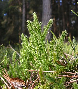 <i>Lycopodium</i> Genus of vascular plants in the family Lycopodiaceae