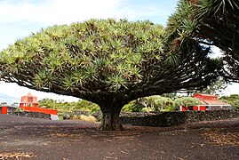 Old Dracaena draco near Pico's Wine Museum