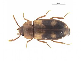 Mycetophagus populi