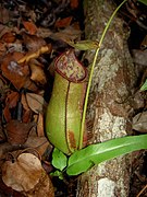 Nepenthes × cantleyi