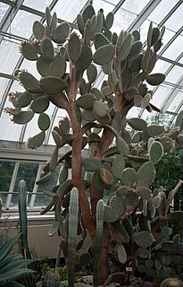 <i>Opuntia pilifera</i> Species of plant