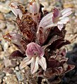 Orobanche cooperi