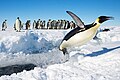 Un pingüino emperador saltando del agua en la isla Berkner. El pingüino emperador es una especie de ave esfenisciforme de la familia Spheniscidae, endémica de la Antártida. Los pingüinos no pueden volar, pero tienen alas rígidas, planas y un cuerpo hidrodinámico que se adapta al hábitat marino. Por en:Christopher Michel.