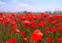 Papaver umbonatum