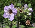 Phacelia bolanderi