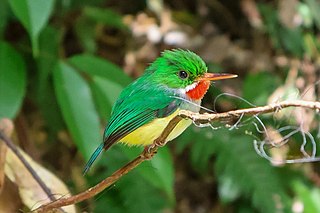 <span class="mw-page-title-main">Puerto Rican tody</span> Species of bird