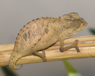 <i>Rhampholeon</i> Genus of lizards