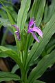 Roscoea capitata Sm.