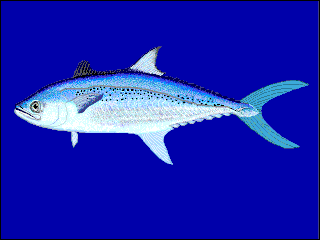 <span class="mw-page-title-main">Korean mackerel</span> Species of fish