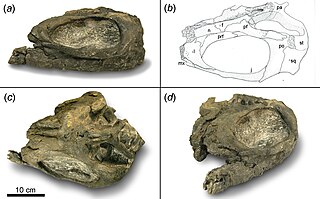 <i>Shastasaurus</i> Extinct genus of ichthyosaur reptile