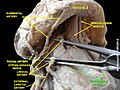 Hyoglossus muscle