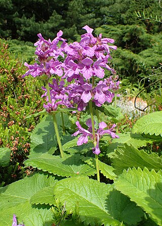 <i>Betonica macrantha</i> Species of flowering plant