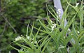 Star-flower Solomon seal, Lake Sabrina