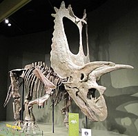 Titanoceratops Titanoceratops.jpg