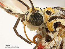 Utetheisa pulchelloides head.jpg