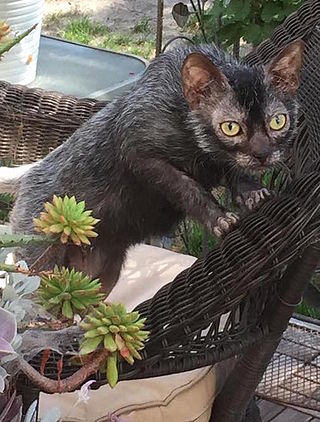 <span class="mw-page-title-main">Lykoi</span> Breed of cat