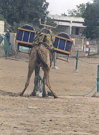 <span class="mw-page-title-main">Camel urine</span> Liquid by-product of metabolism in camels