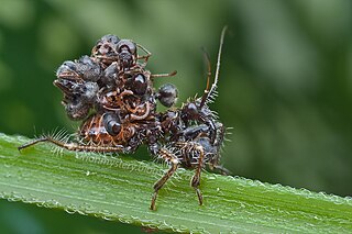 <i>Acanthaspis petax</i> Species of true bug