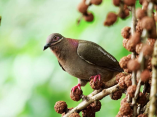 <span class="mw-page-title-main">Amethyst brown dove</span> Species of bird