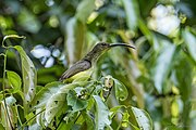 spiderhunter with greenish-brown upperparts and yellowish-white underparts