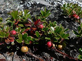 Arctostaphylos uva-ursi