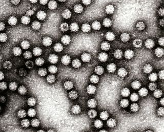 <span class="mw-page-title-main">Astrovirus</span> Family of viruses