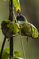 Kivufeinsänger  (Apalis personata, Kat. )