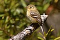 Buff-breastedFlycatcher-30APR2017.jpg