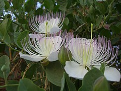 Ginóforo en Capparaceae, a su alrededor numerosos estambres de filamentos largos.[49]​