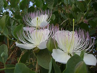 Capparaceae Family of caper flowering plants