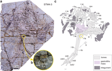 Specimen STM4-3 and line diagram Caudipteryx STM4-3.png