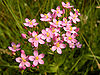 Centaurium erythraea (flowers).jpg