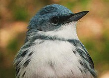 Adult male Cerulean warbler close-up, showing "necklace" and streaking Cerulean Warbler close-up.jpg