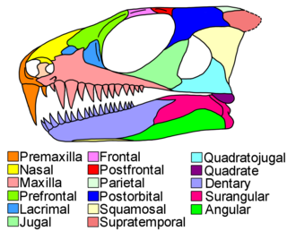 <i>Colobomycter</i> Extinct genus of reptiles