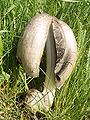 Coprinus atramentarius