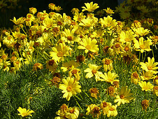 <i>Coreopsis</i> Genus of flowering plants