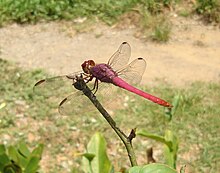 Cuban Odonata a.JPG