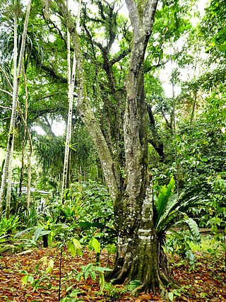 <i>Diploglottis smithii</i> Species of plant