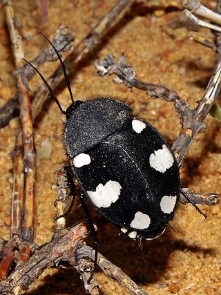 <span class="mw-page-title-main">Blattodea</span> Order of insects that includes cockroaches and termites